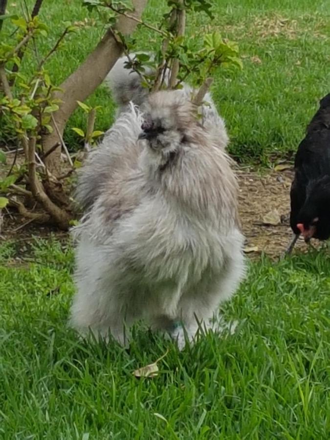 Finca La Gallina Blanca Alhaurín el Grande Buitenkant foto